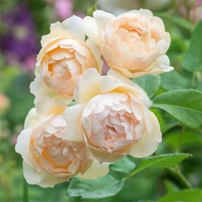 Саджанець англійської троянди Уолертон Олд Холл (Wollerton Old Hall)(закритий корінь) 1606333426 фото
