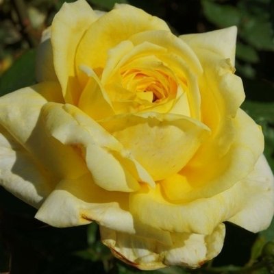 Саджанець троянди Поульсен Zorba (Зорба)(закритий корінь) 1606333680 фото