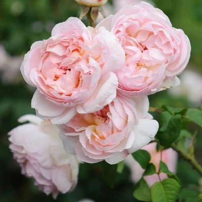 Саджанець англійської троянди Шаріфа Асма (Sharifa Asma)(закритий корінь) 1606333376 фото