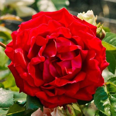 Саджанець троянди Тантау Santana (Сантана)(закритий корінь) 1606333630 фото