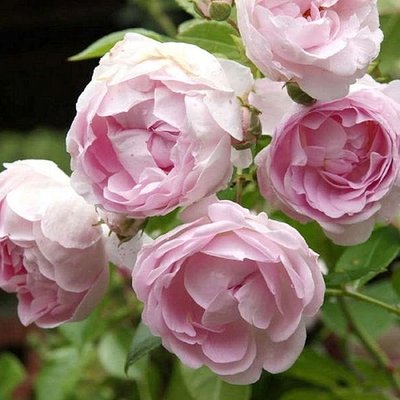 Саджанець плетистої троянди Мархензаубер (Marchenzauber)(закритий корінь) 1606333476 фото