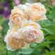 Саджанець англійської троянди Уолертон Олд Холл (Wollerton Old Hall)(закритий корінь) 1606333426 фото 1
