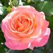 Саджанець троянди чайно-гібридної (садової) Ла Пальма (La Palma)(закритий корінь) 1606333326 фото 1