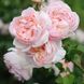 Саджанець англійської троянди Шаріфа Асма (Sharifa Asma)(закритий корінь) 1606333376 фото 1