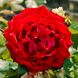 Саджанець троянди Тантау Santana (Сантана)(закритий корінь) 1606333630 фото 1
