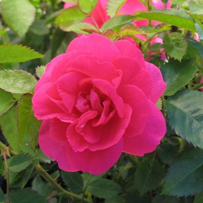Саджанець англійської троянди Фелікс Леклерк (Felix Leclerc)(закритий корінь) 1606333427 фото