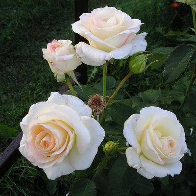 Саджанець троянди Тантау Schneewalzer (Шнєвальцер)(закритий корінь) 1606333631 фото