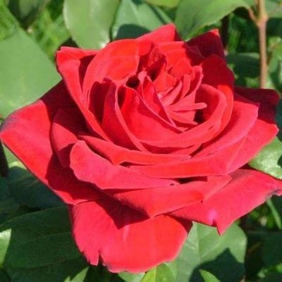 Саджанець троянди чайно-гібридної (садової) Лавли Ред (Lovely Red)(закритий корінь) 1606333327 фото