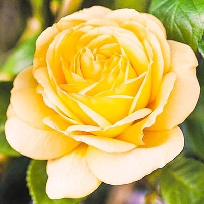 Саджанець троянди Декоплант Лавина (Arthur Bell)(закритий корінь) 1606333681 фото