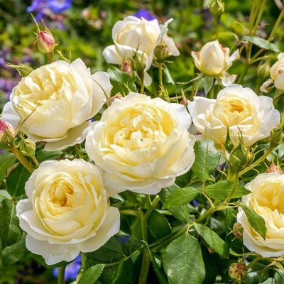 Саджанець англійської троянди Ванесса Белл (Vanessa Bell)(закритий корінь) 1606333377 фото