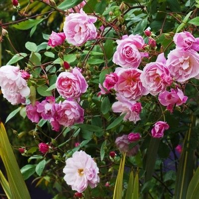 Саджанець плетистої троянди Мортімер Саклер (Mortimer Sackler)(закритий корінь) 1606333477 фото