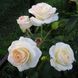 Саджанець троянди Тантау Schneewalzer (Шнєвальцер)(закритий корінь) 1606333631 фото 1
