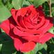 Саджанець троянди чайно-гібридної (садової) Лавли Ред (Lovely Red)(закритий корінь) 1606333327 фото 1