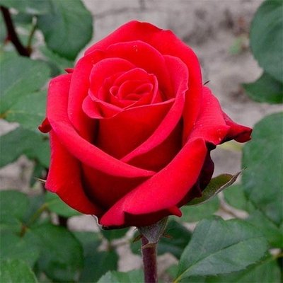 Саджанець троянди Декоплант Червоний Берлін (Red Berlin)(закритий корінь) 1606333682 фото