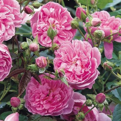 Саджанець англійської троянди Харлоу Карр (Harlow Carr)(закритий корінь) 1606333428 фото