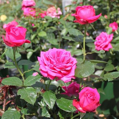 Саджанець троянди Тантау Senteur Royale (Сеньюар Рояль)(закритий корінь) 1606333632 фото