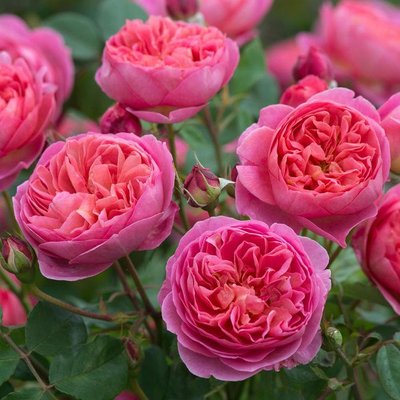 Саджанець англійської троянди Боскобель (Boscobel)(закритий корінь) 1606333378 фото