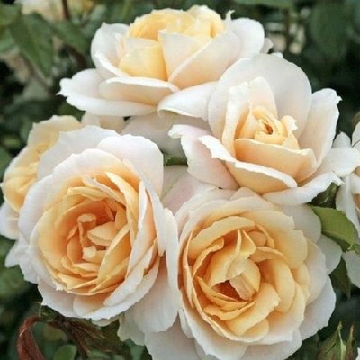 Саджанець троянди чайно-гібридної (садової) Лайонз Роуз (Lions Rose)(закритий корінь) 1606333328 фото