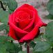 Саджанець троянди Декоплант Червоний Берлін (Red Berlin)(закритий корінь) 1606333682 фото 1