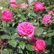 Саджанець троянди Тантау Senteur Royale (Сеньюар Рояль)(закритий корінь) 1606333632 фото 1