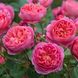 Саджанець англійської троянди Боскобель (Boscobel)(закритий корінь) 1606333378 фото 1