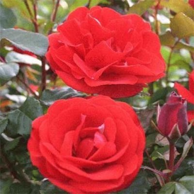 Саджанець троянди Харкнесс Пам’ять (Remembrance)(закритий корінь) 1606333683 фото