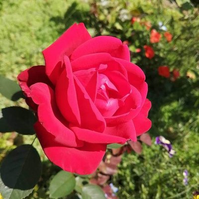 Саджанець троянди Тантау Sophia Loren (Софі Лорен)(закритий корінь) 1606333633 фото