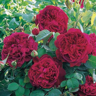 Саджанець англійської троянди Вільям Шекспір 2000 (William Shakespeare 2000)(закритий корінь) 1606333379 фото