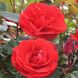 Саджанець троянди Харкнесс Пам’ять (Remembrance)(закритий корінь) 1606333683 фото 1
