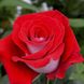 Саджанець троянди чайно-гібридної (садової) Латин Леді (Latin Lady)(закритий корінь) 1606333329 фото 1