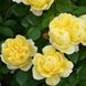 Саджанець англійської троянди Чарльз Дарвін (Charles Darwin)(закритий корінь) 1606333429 фото 1
