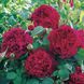 Саджанець англійської троянди Вільям Шекспір 2000 (William Shakespeare 2000)(закритий корінь) 1606333379 фото 1