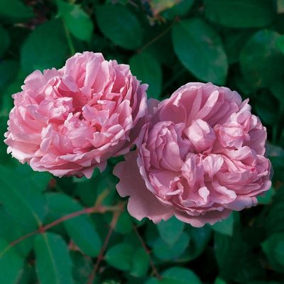 Саджанець англійської троянди Чарльз Ренні Макінтош (Charles Rennie Mackintosh)(закритий корінь) 1606333430 фото