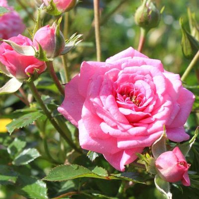 Саджанець троянди Тантау Sugar Baby (Шугар Бейбі)(закритий корінь) 1606333634 фото