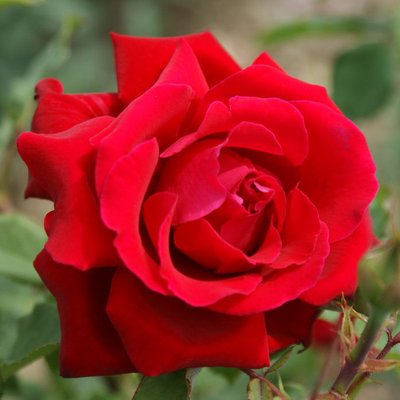 Саджанець англійської троянди Віктор Гюго (Victor Hugo)(закритий корінь) 1606333380 фото