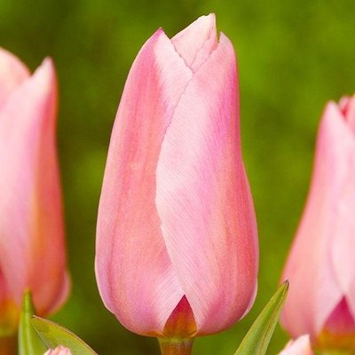 Саджанець тюльпану Albert Heijn 1606334180 фото