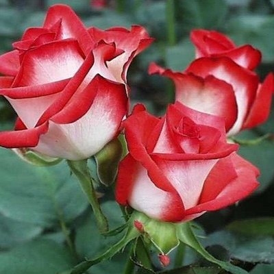 Саджанець троянди чайно-гібридної (садової) Латин Реді (Latin Rady)(закритий корінь) 1606333330 фото