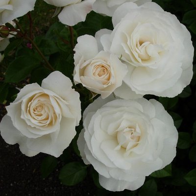 Саджанець троянди Ропару White Romanza (Біла Романза)(закритий корінь) 1606333530 фото
