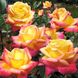 Саджанець троянди Мейланд Східний експрес (Pulman Orient Express)(закритий корінь) 1606333684 фото 1