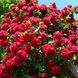 Саджанець плетистої троянди Пароле (Parole)(закритий корінь) 1606333480 фото 1