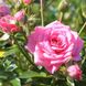 Саджанець троянди Тантау Sugar Baby (Шугар Бейбі)(закритий корінь) 1606333634 фото 1