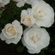 Саджанець троянди Ропару White Romanza (Біла Романза)(закритий корінь) 1606333530 фото 1