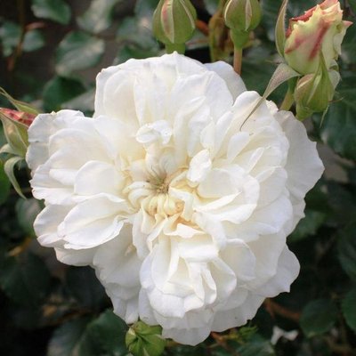 Саджанець плетистої троянди Петтікоут (Petticoat)(закритий корінь) 1606333481 фото