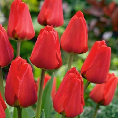Саджанець тюльпану Apeldoorn 1606334181 фото