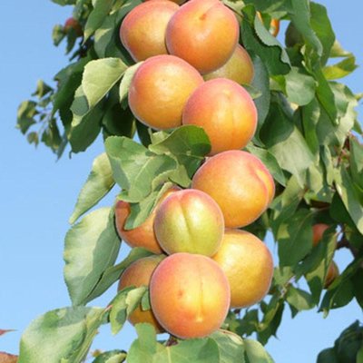 Саджанець абрикоса колоновидного "Санні" ( літній сорт середньо-пізній термін дозрівання) 1606334852 фото