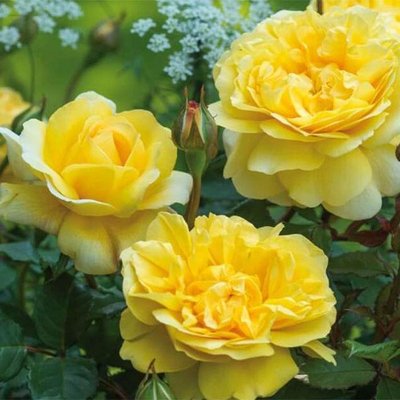 Саджанець англійської троянди Шарлотта (Charlotte)(закритий корінь) 1606333431 фото