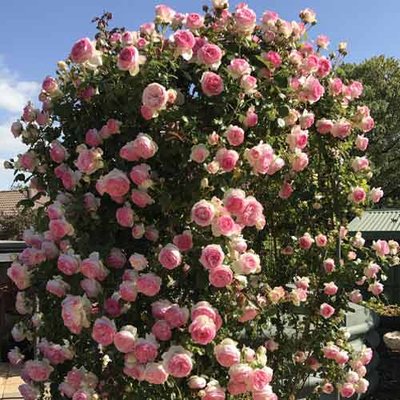 Саджанець плетистої троянди "П'єр де Ронсар" (закритий корінь) 000000022 фото