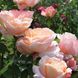 Саджанець троянди Нірп Ізабель Аутьє (Isabelle Autissier)(закритий корінь) 1606333685 фото 1