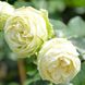 Саджанець троянди Тантау Wedding Piano (Весільне фортепіано)(закритий корінь) 1606333635 фото 1