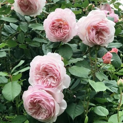 Саджанець англійської троянди Е Шропшир Лед (Shropshire Lad)(закритий корінь) 1606333432 фото